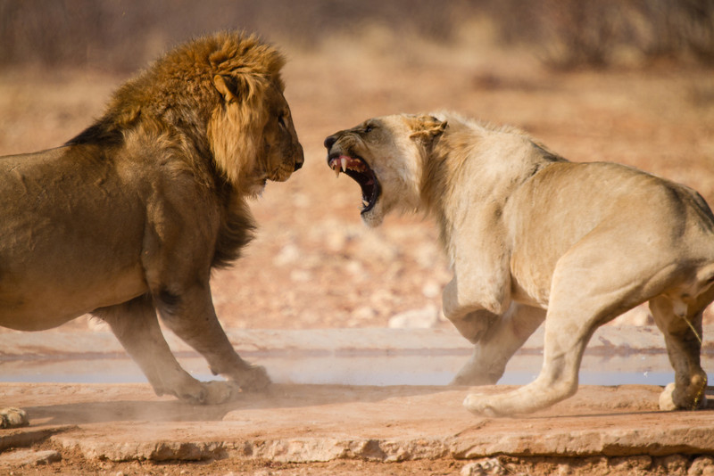 Самка гоняет самца. Львицы дерутся. Лев и львица. Лев и львица дерутся. Львица рычит на Льва.