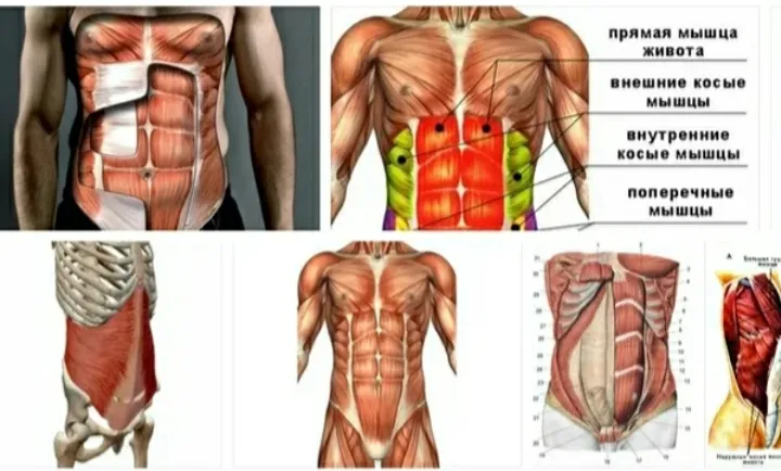 Сильные мышцы живота. Прямая мышца живота. Прямая и поперечная мышцы живота. Тренировка поперечной мышцы живота. Продольная мышца живота.